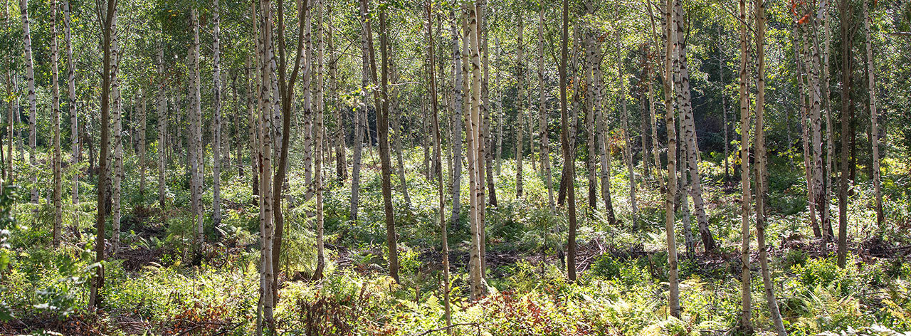 Björkskog
