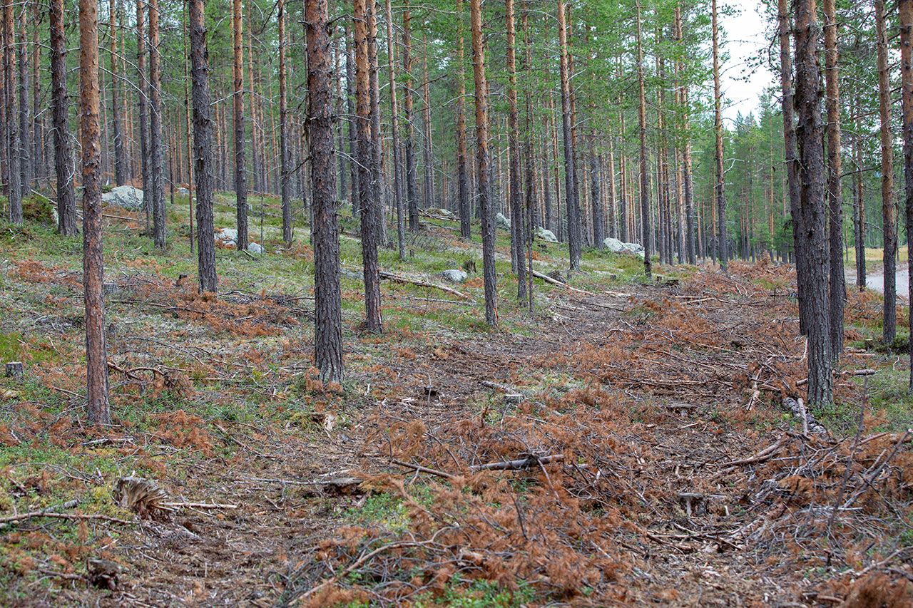 Grot ligger i körspåren