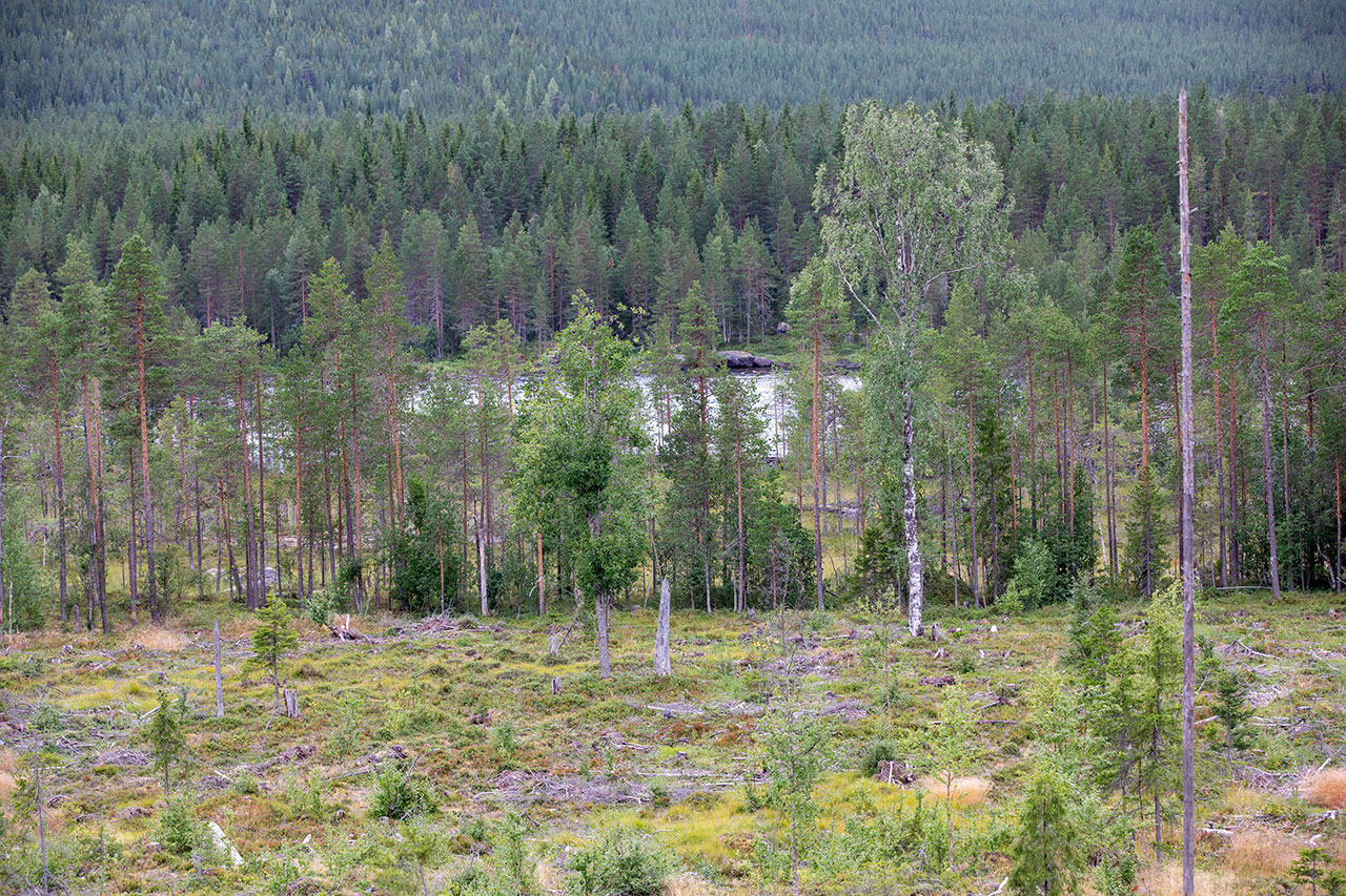 Avverkning med vy mot Piteälven