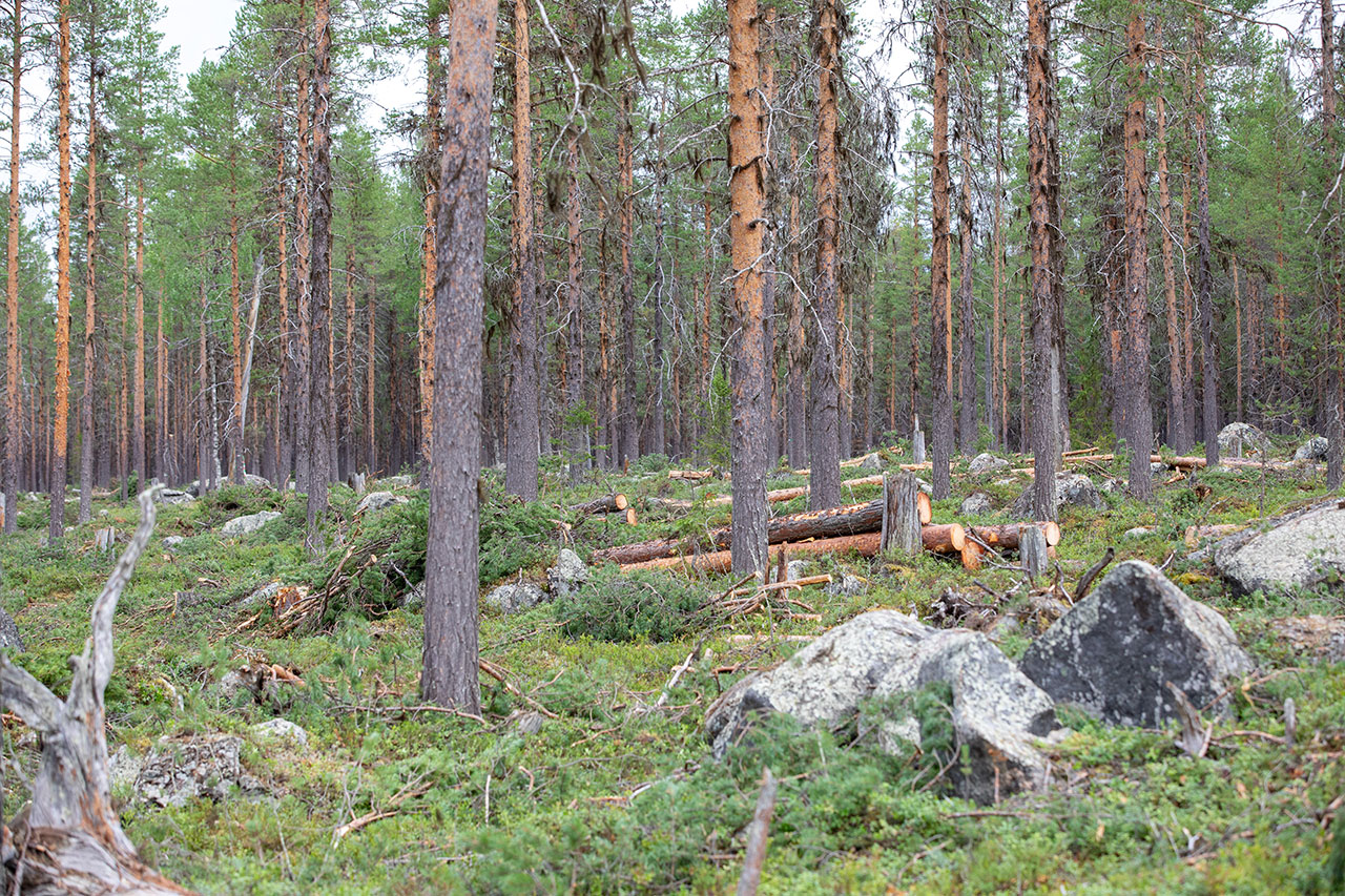 Avverkning/gallring för att öka ljusinsläpp