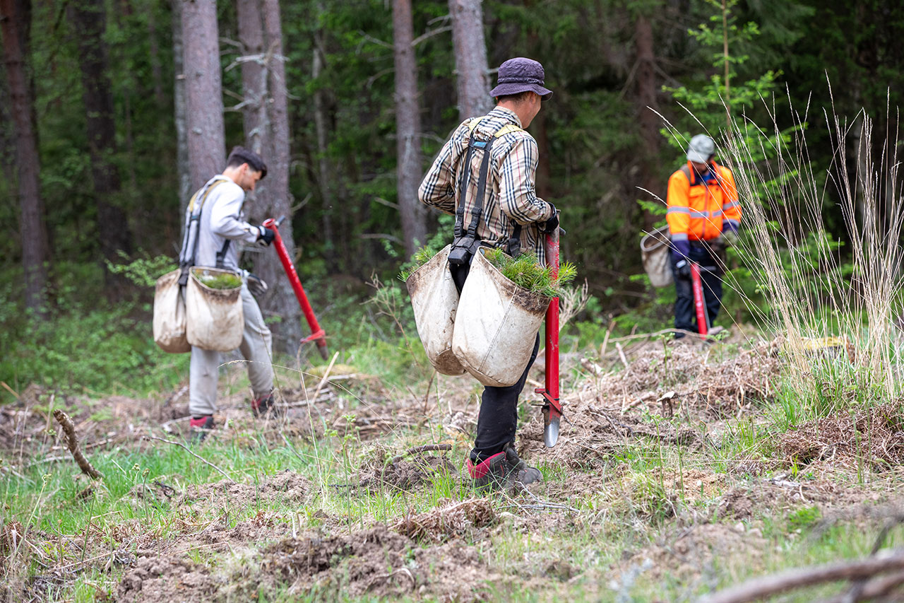 Planteringslaget