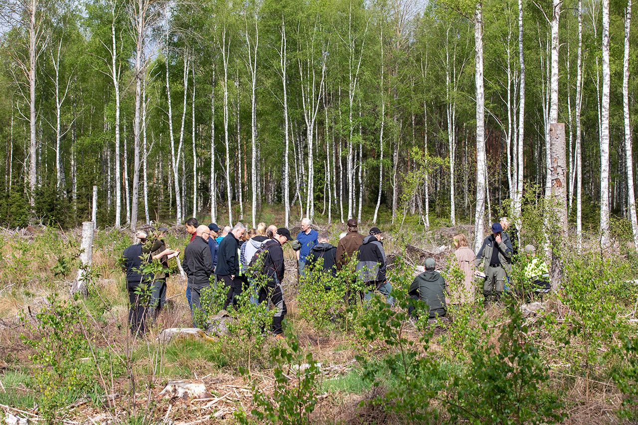 Planterad björk