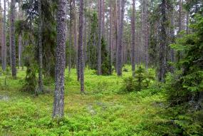 Skog