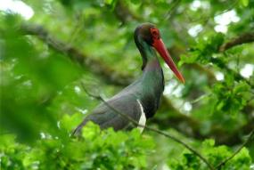 Svart stork i Plateau de Langres