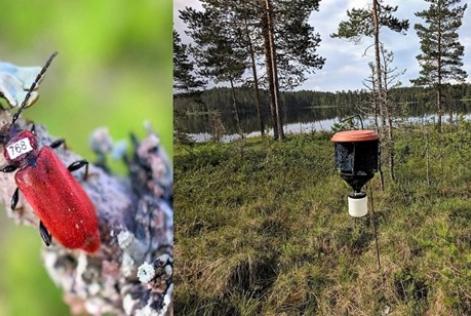 Skalbagge och fälla