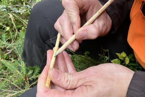 Åldersbestämma träd