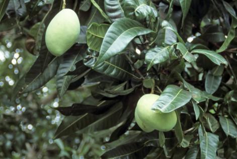 Mangifera