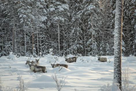 Samisk renskötsel i Jokkmokk