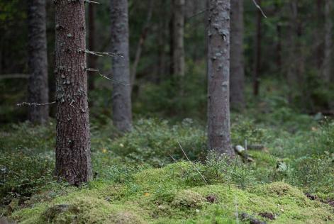 Boreal Forest in Sweden