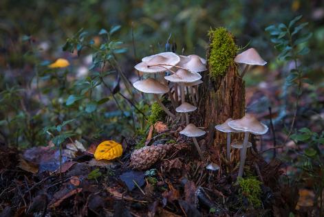 Genrebild på svampar som växer på en stubbe