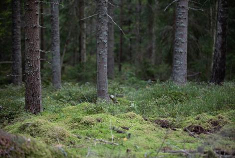Swedish forest