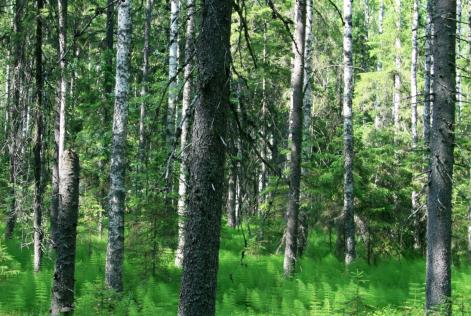 Blandskog med björk