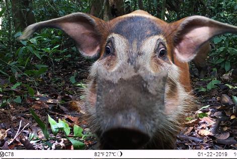 Foto som visar djur i tropisk skog