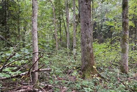 Białowieża