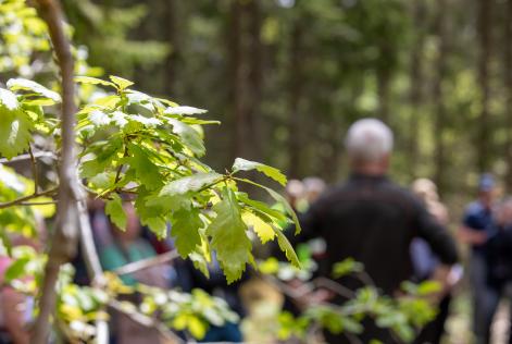 Människor som möts i skogen 