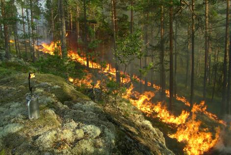 FSC:s naturvårdsbränningar är viktiga för skogens mångfald