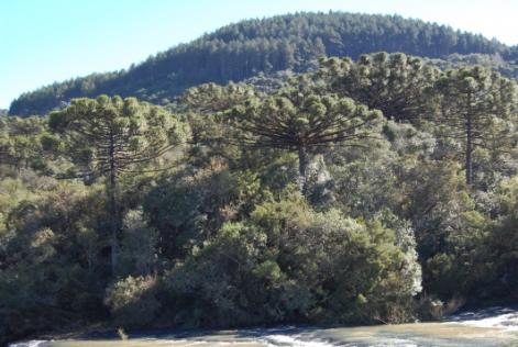 Kuntze and waterfall in South Brazil