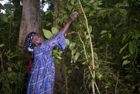 Diolo Celine harvests all the leaves from okok (Gnetum spp.) in the village of Minwoho, Lekié, Center Region, Cameroon.