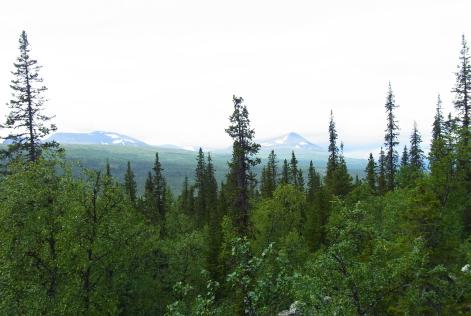 Forests For All Forever