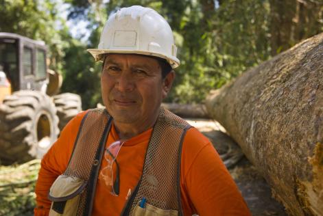 Ny studie bevisar att FSC-certifiering är lönsamt för företag