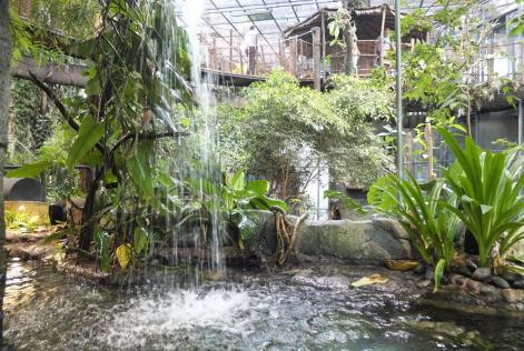 Upplev regnskogen mitt i Göteborg