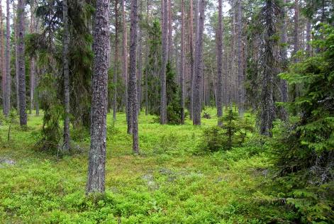 Svensk skog