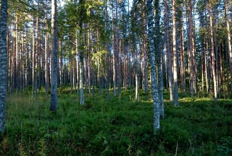 Finsk skog