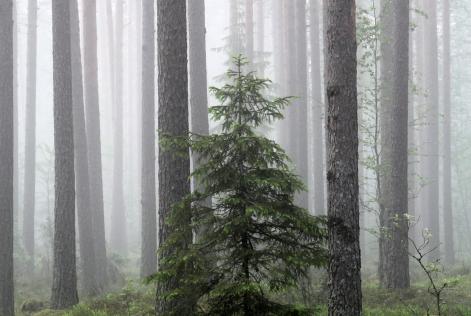 Scots pine and Norway spruce