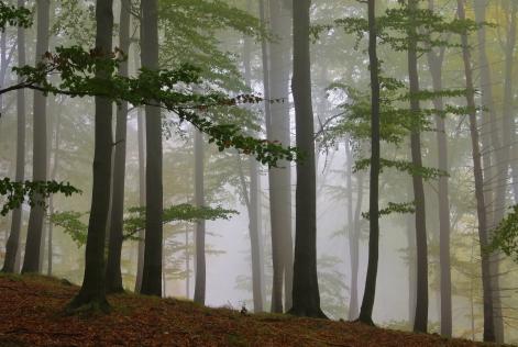 FN-rapport bekräftar skogscertifieringens roll