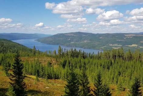 Norsk skogsbruksstandard