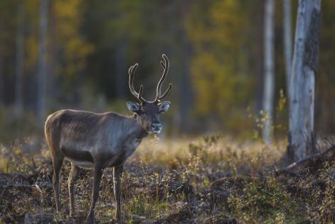 Nytt från FSC Sveriges föreningsstämma