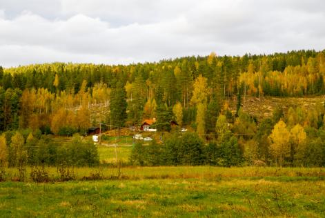 Ny standard för skogsbruk i Sverige