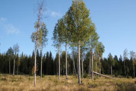 Trädgrupp som lämnats kvar vid avverkning.
