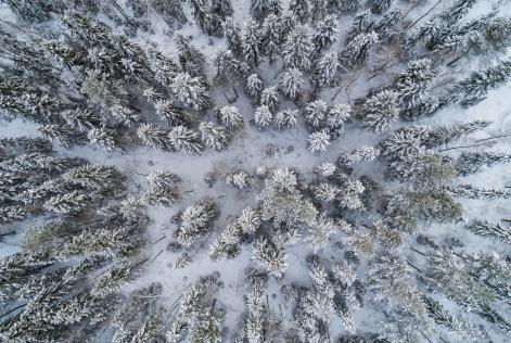 Flygbild över boreal skog