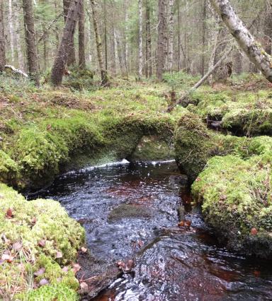 Vattendrag i en skog.