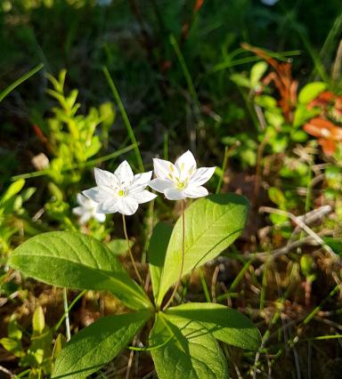 Skogsblomma