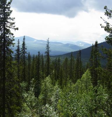 Skog i fjällen