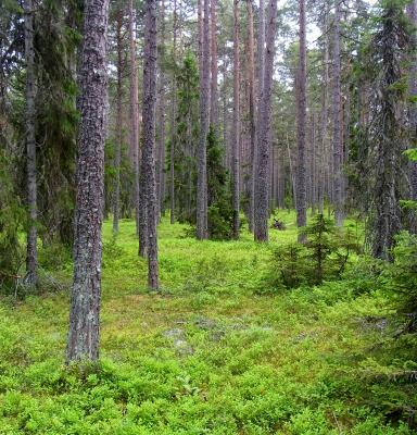 Skog