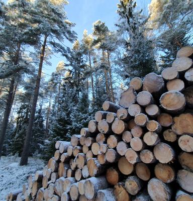 Avverkning vintertid