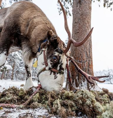 Ren i Jokkmokk