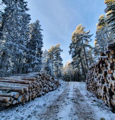 Timmer längs väg i skogen 