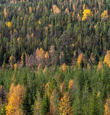 Forest with Deciduous trees