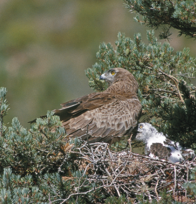 Fågel i sitt bo