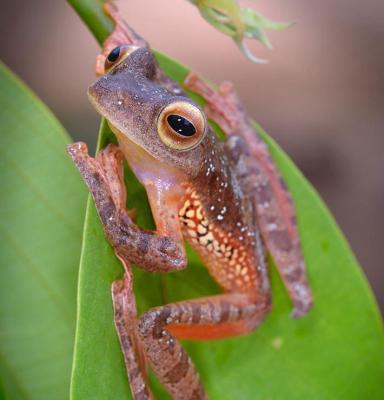 Biologisk mångfald i Indonesien