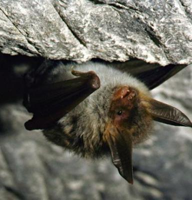 Bechsteins fladdermus i en grotta