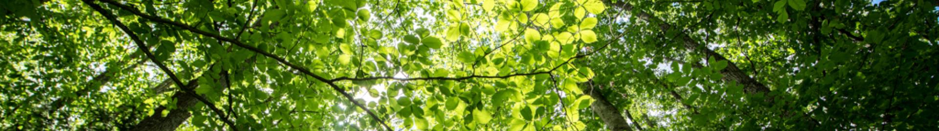 Bilden visar lövskog.