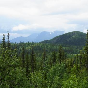 Bilden visar skog i fjällen.