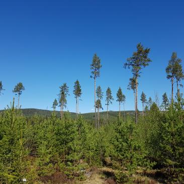 Ung skog