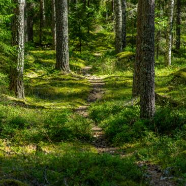 Stig genom skogen