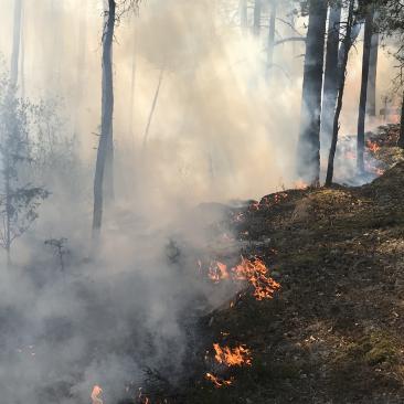 brand i skog